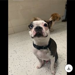 Happy pup