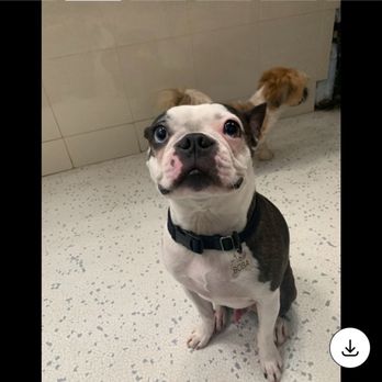 Wags 2 Whiskers - Happy pup - Pet Sitting Near Me - Culver City, California