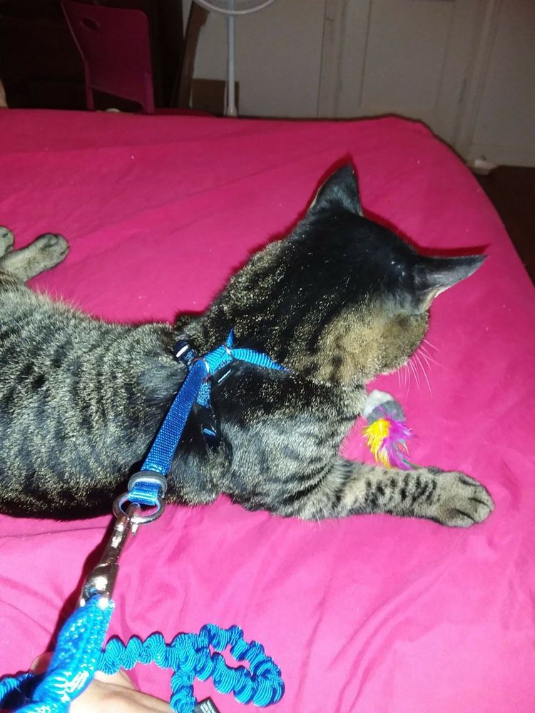 PETSAFE Updated August 2024 10427 Electric Ave, Knoxville