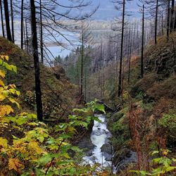 Elowah Falls