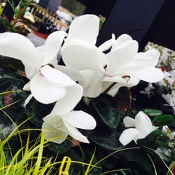 Wingard's Market - Cyclamen in our Garden Center.