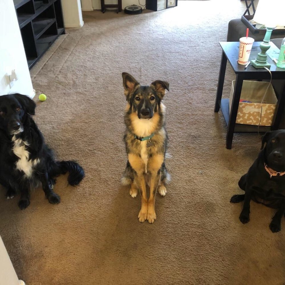 Furry Beginnings - Pet Groomers Near Me - Gilbert, Arizona
