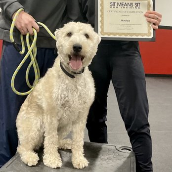 Sit Means Sit - Pet Training Near Me - Madison, Wisconsin Sit Means Sit - Pet Training Near Me - Madison, Wisconsin