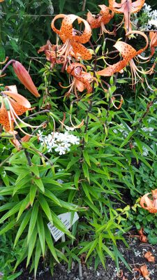 The Botanical Garden by null