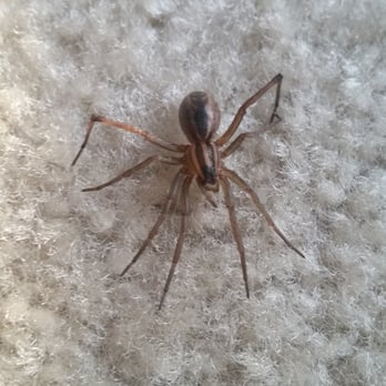 Dominion Lake Ridge - you will always have company in this apartment. spiders – everywhere! They hang out in your bathroom, kitchen, living room and dining room - Apartments Near Me - Woodbridge, Virginia Dominion Lake Ridge - you will always have company in this apartment. spiders – everywhere! They hang out in your bathroom, kitchen, living room and dining room - Apartments Near Me - Woodbridge, Virginia