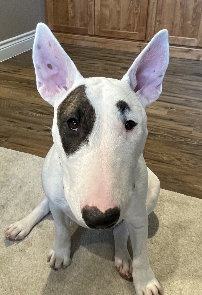 REMARKABLE K9 New Braunfels, Texas Pet Training Phone Number Yelp