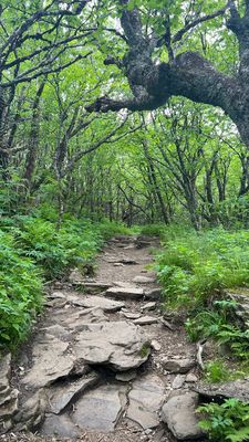 Blue Ridge Parkway - Craggy Gardens Visitor Center by null
