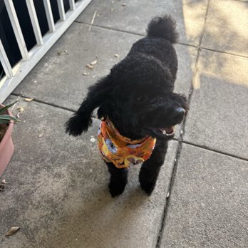 Benny's Pooch Pawler - Pet Groomers Near Me - San Fernando, California