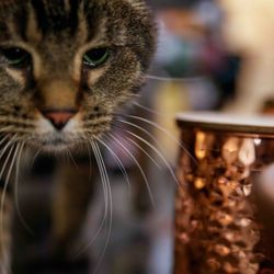 Lavon Photography - Close up of a cat