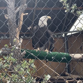 Heritage Park Zoological Sanctuary - American bald eagle - Zoos Near Me - Prescott, Arizona