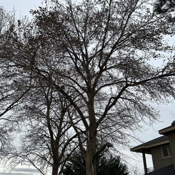 Supreme Tree Service - Before tree trimming - Tree Services Near Me - Pasco, Washington