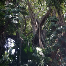 The trees outside our room! The trees outside our room!