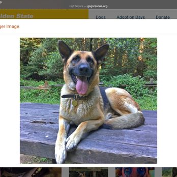 golden gate german shepherd rescue