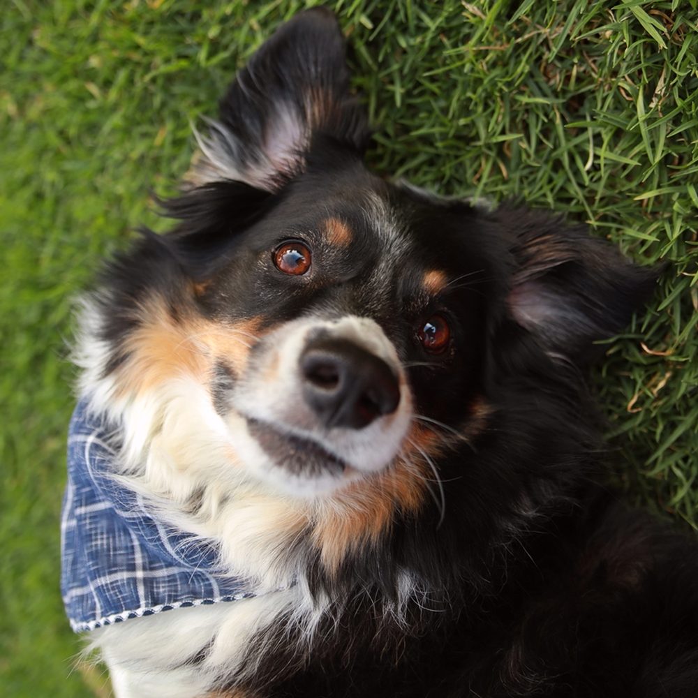 Be Here Now Pet Photography - Jake being a ham. Ugh, he's so cute. - Pet Photography Near Me Be Here Now Pet Photography - Jake being a ham. Ugh, he's so cute. - Pet Photography Near Me