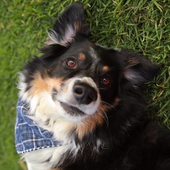 Be Here Now Pet Photography - Jake being a ham. Ugh, he's so cute. - Pet Photography Near Me Be Here Now Pet Photography - Jake being a ham. Ugh, he's so cute. - Pet Photography Near Me
