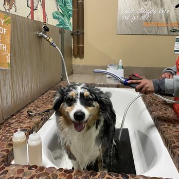 Dirty Dogs - my happy boy in the self wash dog station - Pet Groomers Near Me - San Diego, California