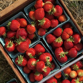 Tomion's Farm Market - U pick $2.50/qt $.10/container - Fruits & Veggies Near Me - Penn Yan, New York Tomion's Farm Market - U pick $2.50/qt $.10/container - Fruits & Veggies Near Me - Penn Yan, New York
