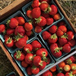 Tomion's Farm Market - U pick $2.50/qt $.10/container