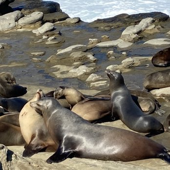 La Jolla Cove - The stars of the show - Parks Near Me - La Jolla, California La Jolla Cove - The stars of the show - Parks Near Me - La Jolla, California