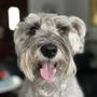 Lucy's Doggy Daycare and Spa