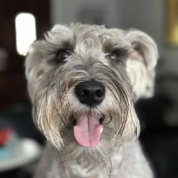 Lucy's Doggy Daycare and Spa