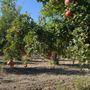 Photo of Arya Farm Produce
