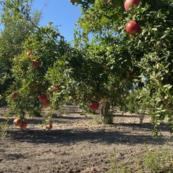 Arya Farm Produce