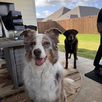 Woofie’s - 2 Happy pups enjoying a Woofie's 30 minute home visit this summer. - Pet Groomers Near Me - McKinney, Texas Woofie’s - 2 Happy pups enjoying a Woofie's 30 minute home visit this summer. - Pet Groomers Near Me - McKinney, Texas