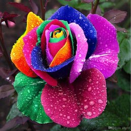 a colorful rose with raindrops