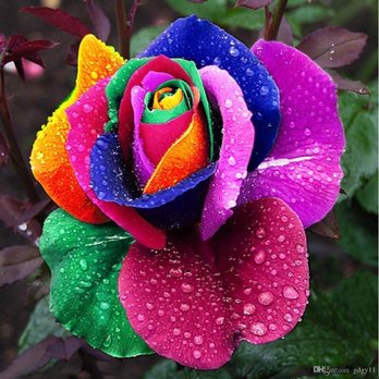 Mills Pharmacy - a colorful rose with raindrops - Drugstores Near Me - Birmingham, Michigan