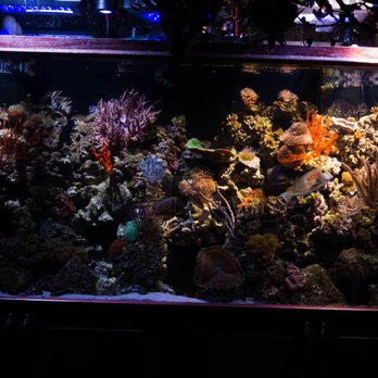 Poseidon Aquariums - Aquarium Services Near Me Poseidon Aquariums - Aquarium Services Near Me