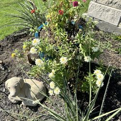 Flower Ranch - White zinnias purchased in the spring that are still going and continue to flower beautifully! (All other flowers from them too.)