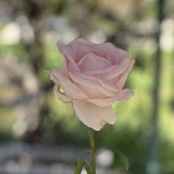 Katie Wheeler Library - Best rose scent ever!!!!!