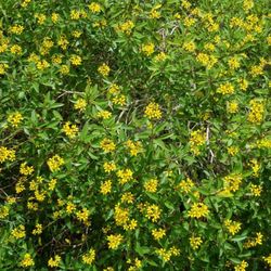 Degroff Park - Yellow flowers