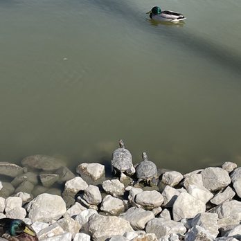 Hidden Lake Park - Duck - Local Flavor Near Me - Milpitas, California Hidden Lake Park - Duck - Local Flavor Near Me - Milpitas, California