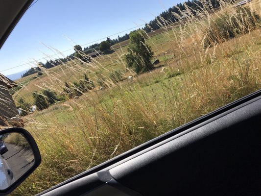 Helvetia Vineyards & Winery by null