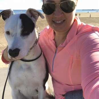 Good Dog - Pet Training Near Me - Chicago, Illinois