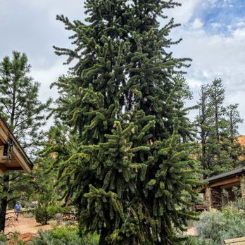 Red Canyon Visitor Center - Bristlecone Pine in front of Red Canyon Visitor Center - Visitor Centers Near Me - Panguitch, Utah
