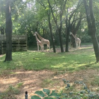 Bronx Zoo - Giraffe family - Zoos Near Me - Bronx, New York Bronx Zoo - Giraffe family - Zoos Near Me - Bronx, New York