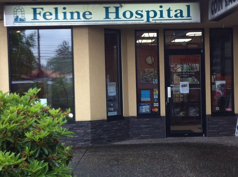 cats at home feline hospital