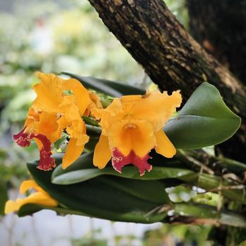 Frankie's Nursery - Nurseries & Gardening Near Me - Waimanalo, Hawaii