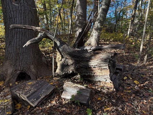 Inwood Hill Park by null