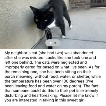 Sacramento Business Coach - Abandoned pet kitty - Business Consulting Near Me Sacramento Business Coach - Abandoned pet kitty - Business Consulting Near Me