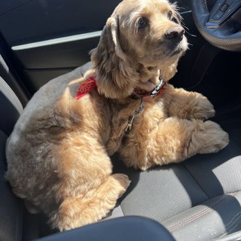 Classy Clipper Dog Grooming - Pet Groomers Near Me