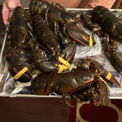 Sanders Lobster Company - Alive lobster