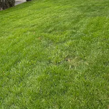 TruGreen Lawn Care - TruGreen personalizes lawn treatment for grass in Monroeville, PA, and nearby Plum in the East Pittsburgh area. - Lawn Services Near Me - Monroeville, Pennsylvania TruGreen Lawn Care - TruGreen personalizes lawn treatment for grass in Monroeville, PA, and nearby Plum in the East Pittsburgh area. - Lawn Services Near Me - Monroeville, Pennsylvania