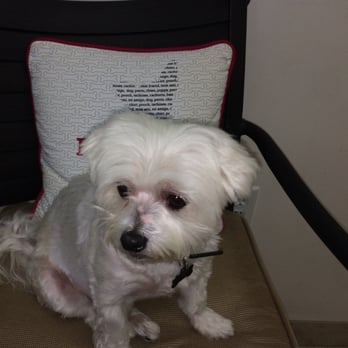 Memorial Veterinary Clinic - The baby Mia is in for swallowing a bad rawhide & getting it stuck in her throat! No more rawhides! - Veterinarians Near Me - Houston, Texas