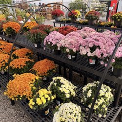 Glover Nursery - Garden mums