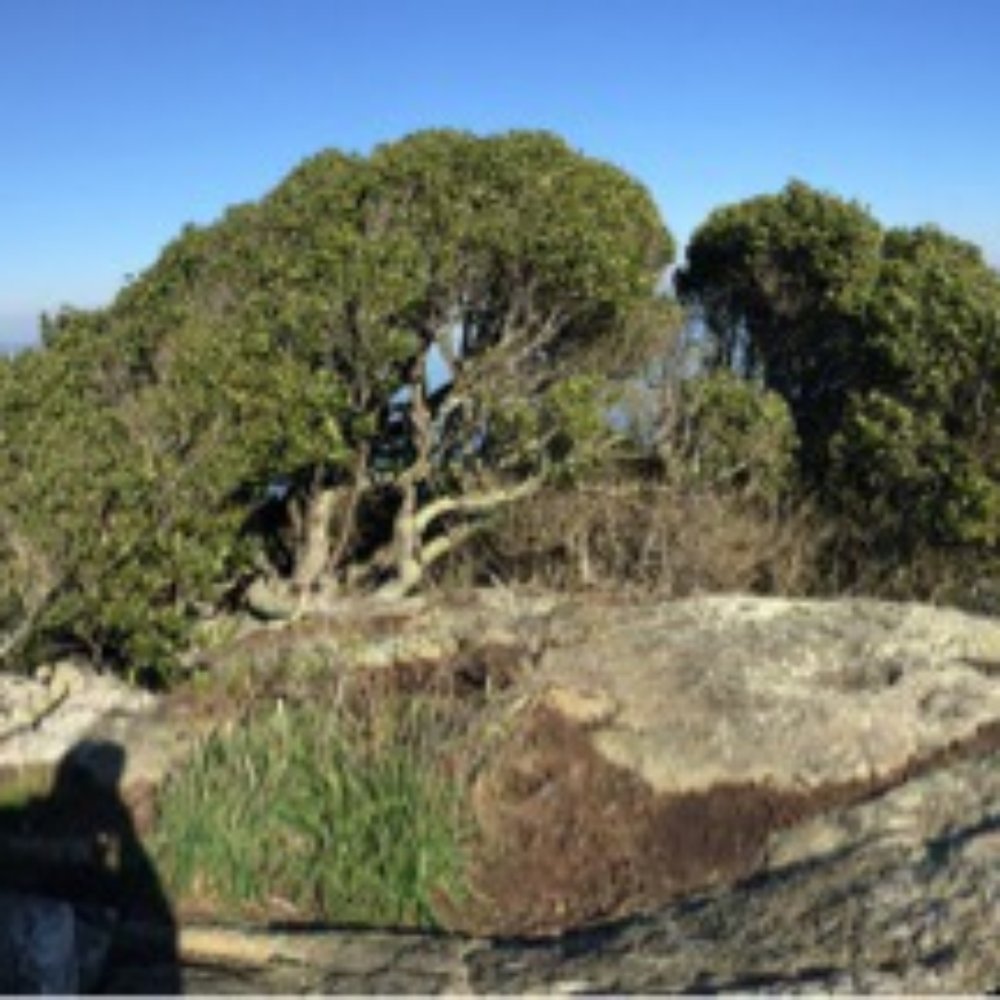 Ring Mountain Preserve - Parks Near Me - Corte Madera, California Ring Mountain Preserve - Parks Near Me - Corte Madera, California