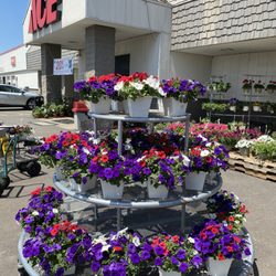 Ace Hardware Weston